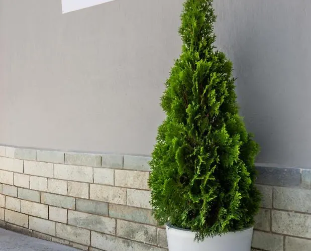 Olive Tree Лименария
